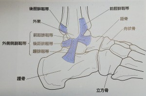 足関節、外側側副靭帯