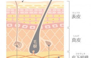 皮膚断面