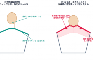 ikari_gata_comparison_diagram